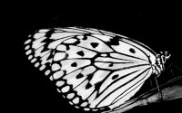 Butterfly BW